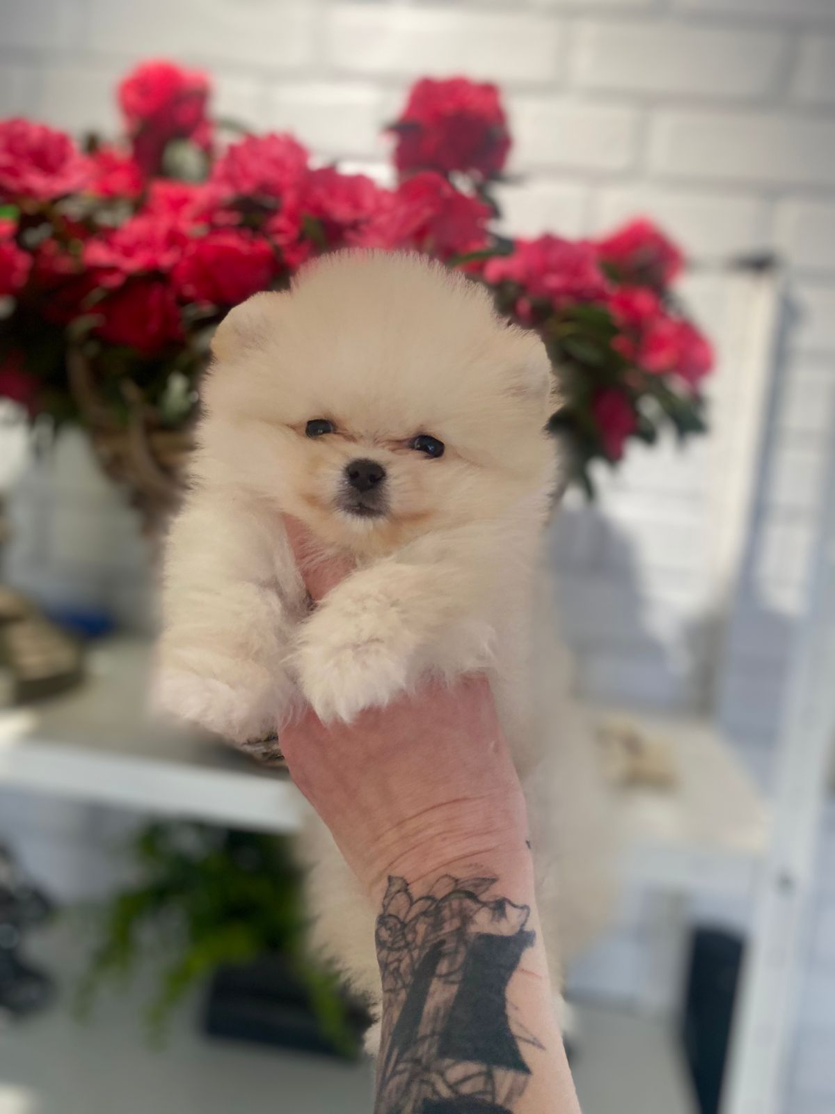 Щенки Померанского шпица тип мишка