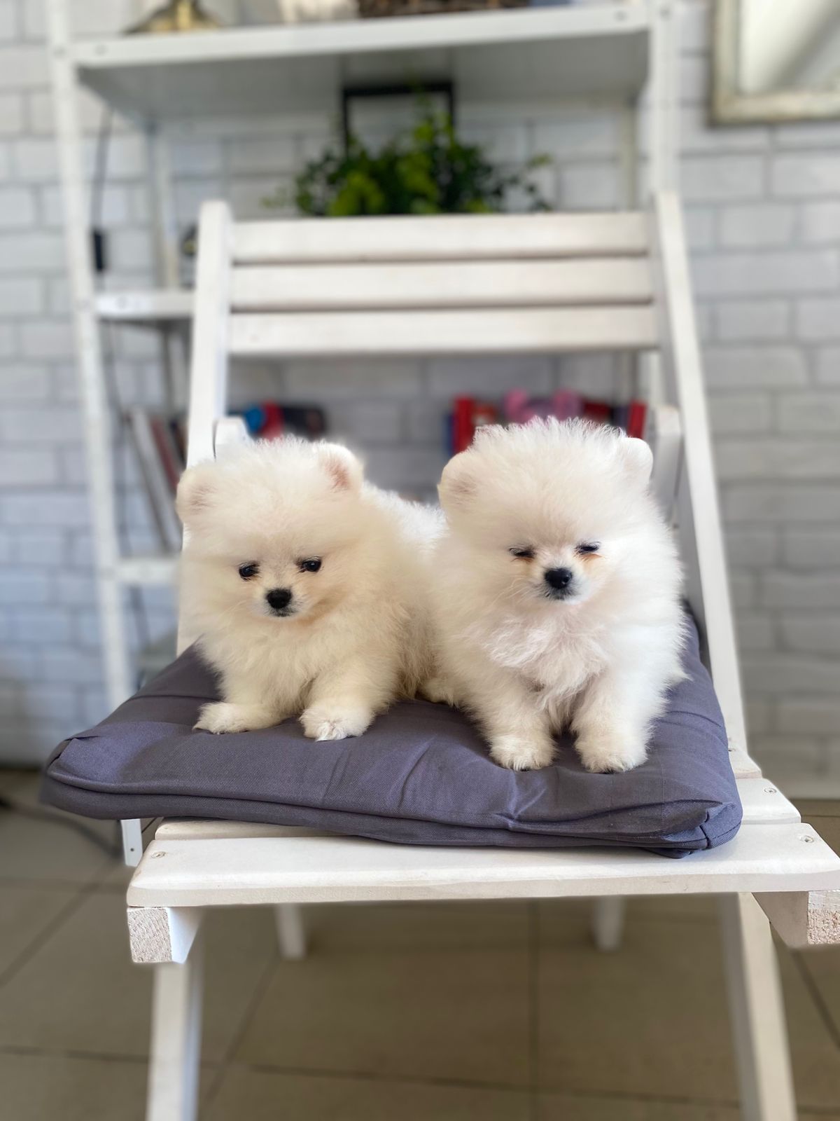 Щенки Померанского шпица тип мишка