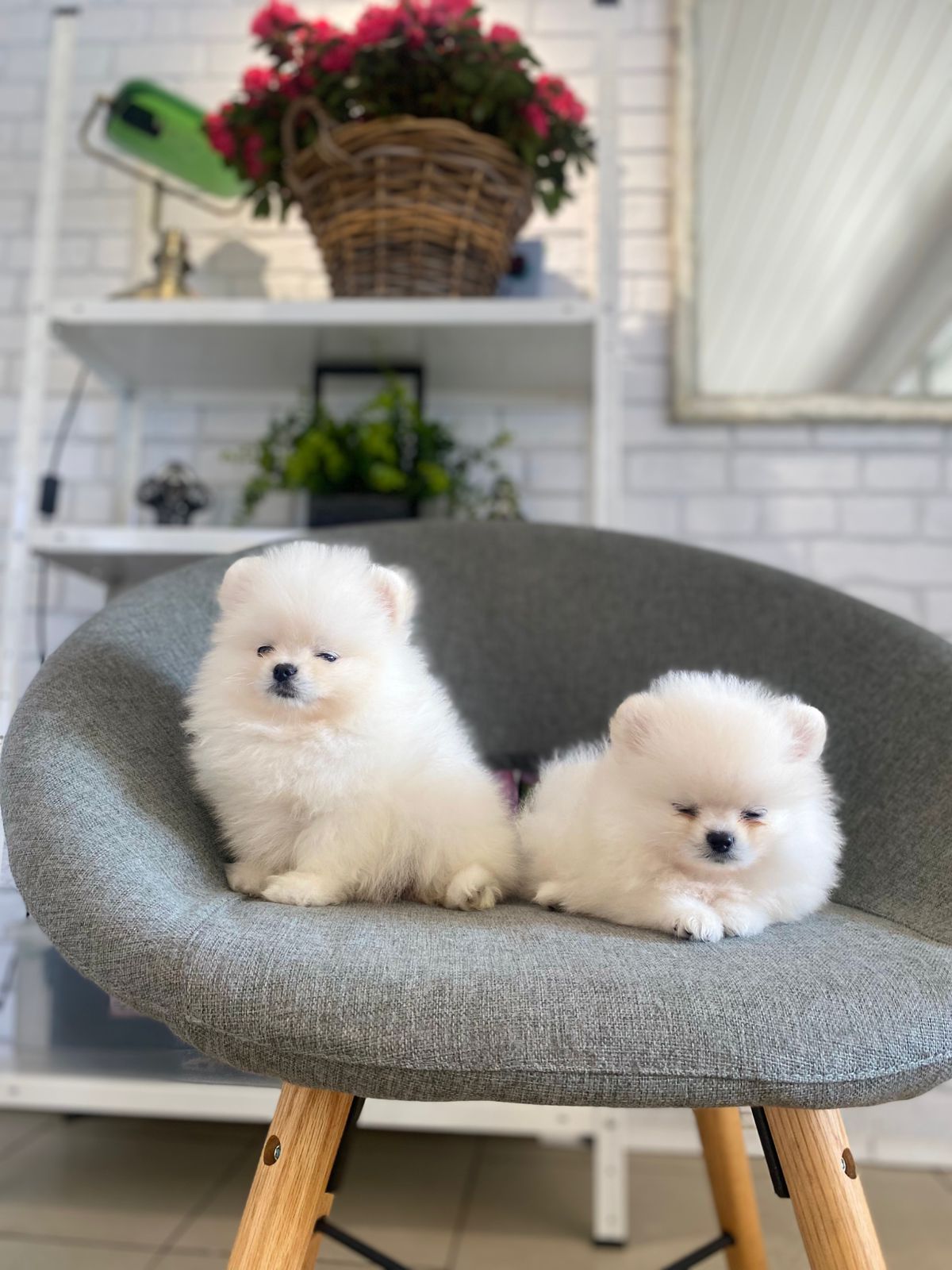 Щенки Померанского шпица тип мишка