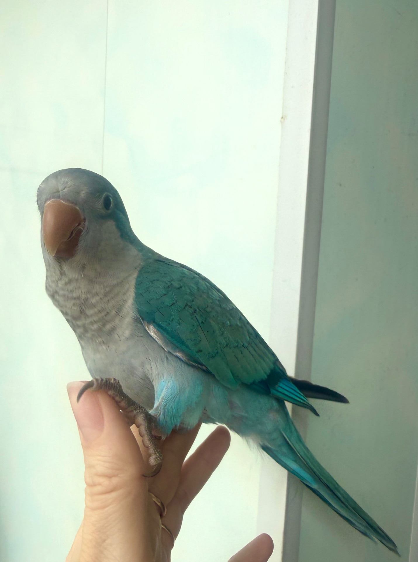 Продам монах Калита мальчик с клеткой