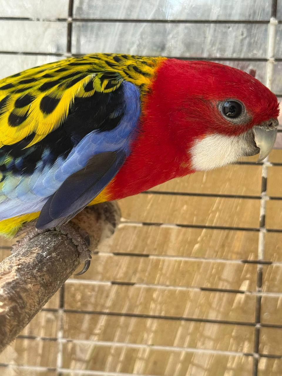 Пестрая розелла gold яркий окрас красивый