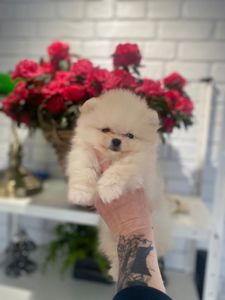 Щенки Померанского шпица тип мишка