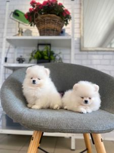 Щенки Померанского шпица тип мишка