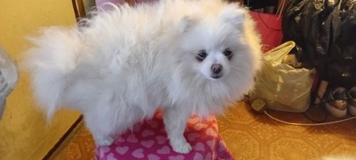 Мальчик Померанского Шпица КСУ мини белого окраса