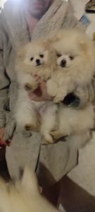 Девочка микро Померашка Анабель