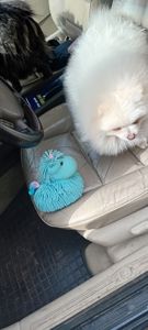 Мальчик Померанского Шпица КСУ мини белого окраса