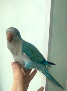 Продам монах Калита мальчик с клеткой