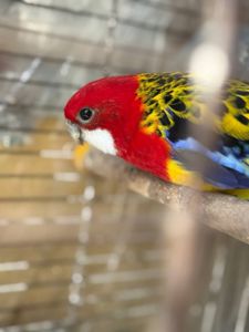 Пестрая розелла gold яркий окрас красивый