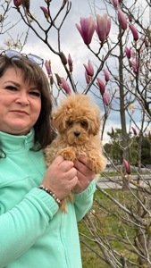 Мальтипу, счастье в семью