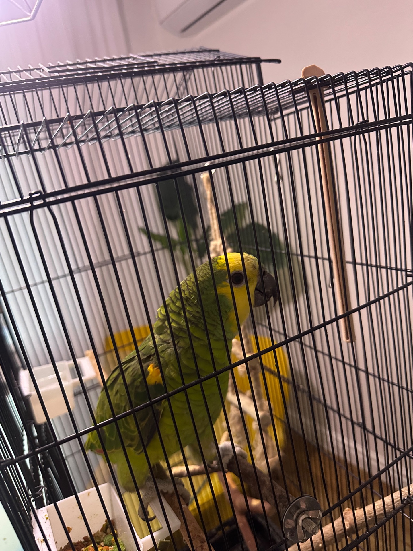 Желтолобый Амазон