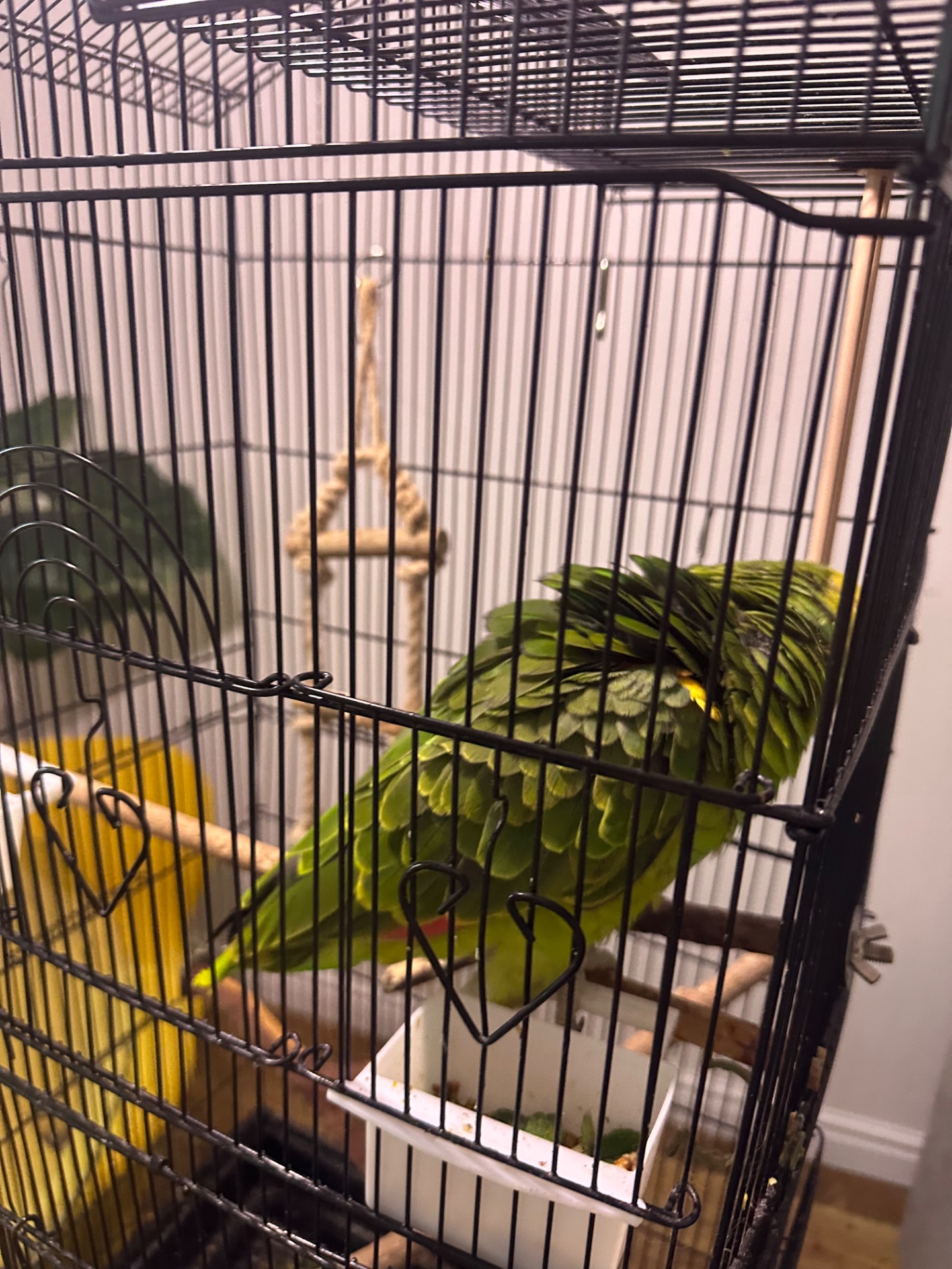 Желтолобый Амазон