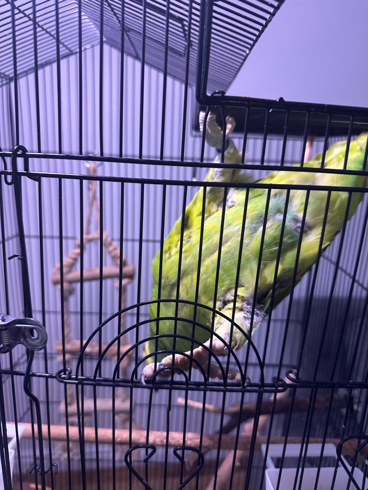 Желтолобый Амазон