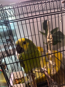 Желтолобый Амазон