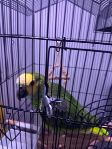 Желтолобый Амазон