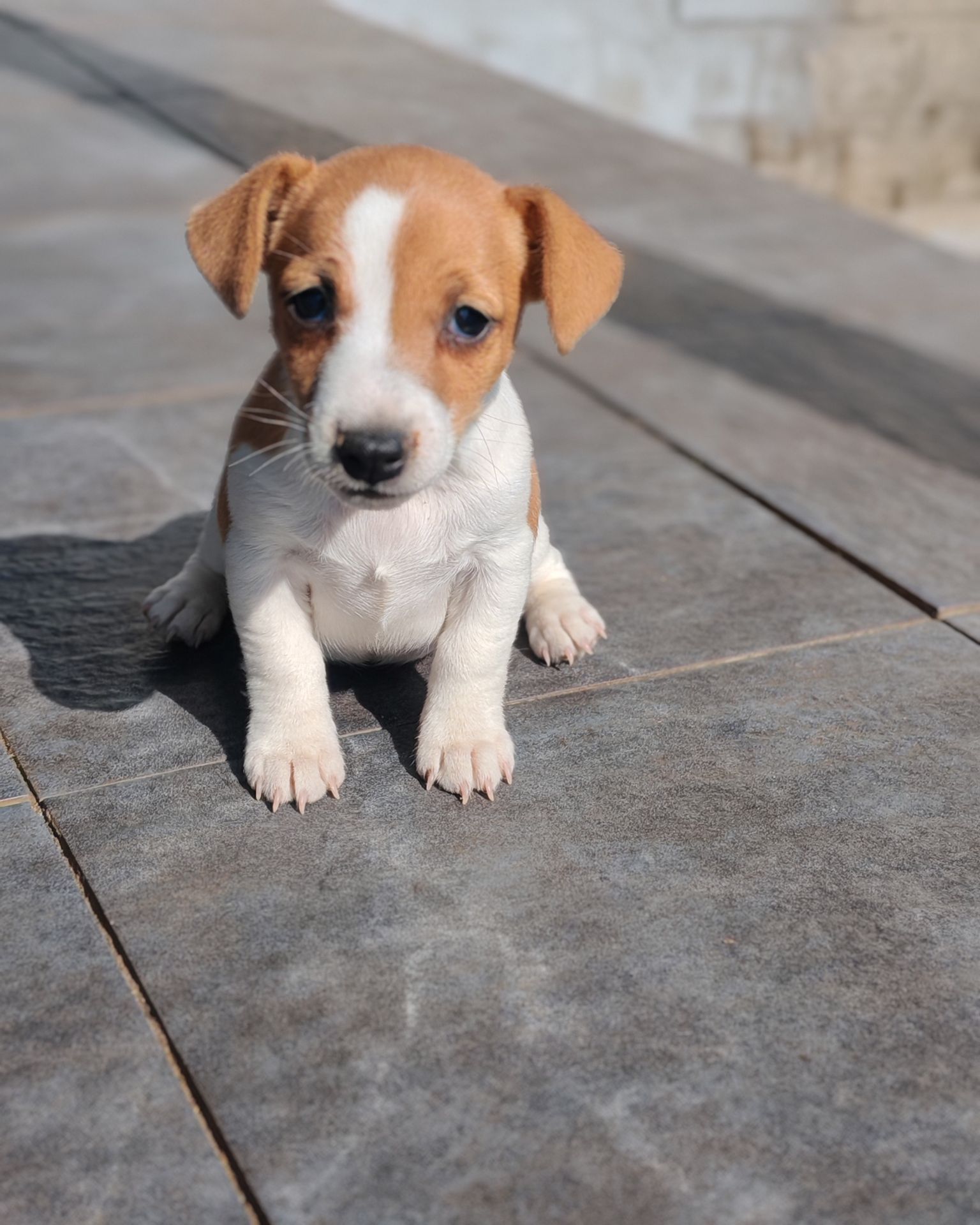 Продаю цуценя Джек рассел-тер'єр дівчинка