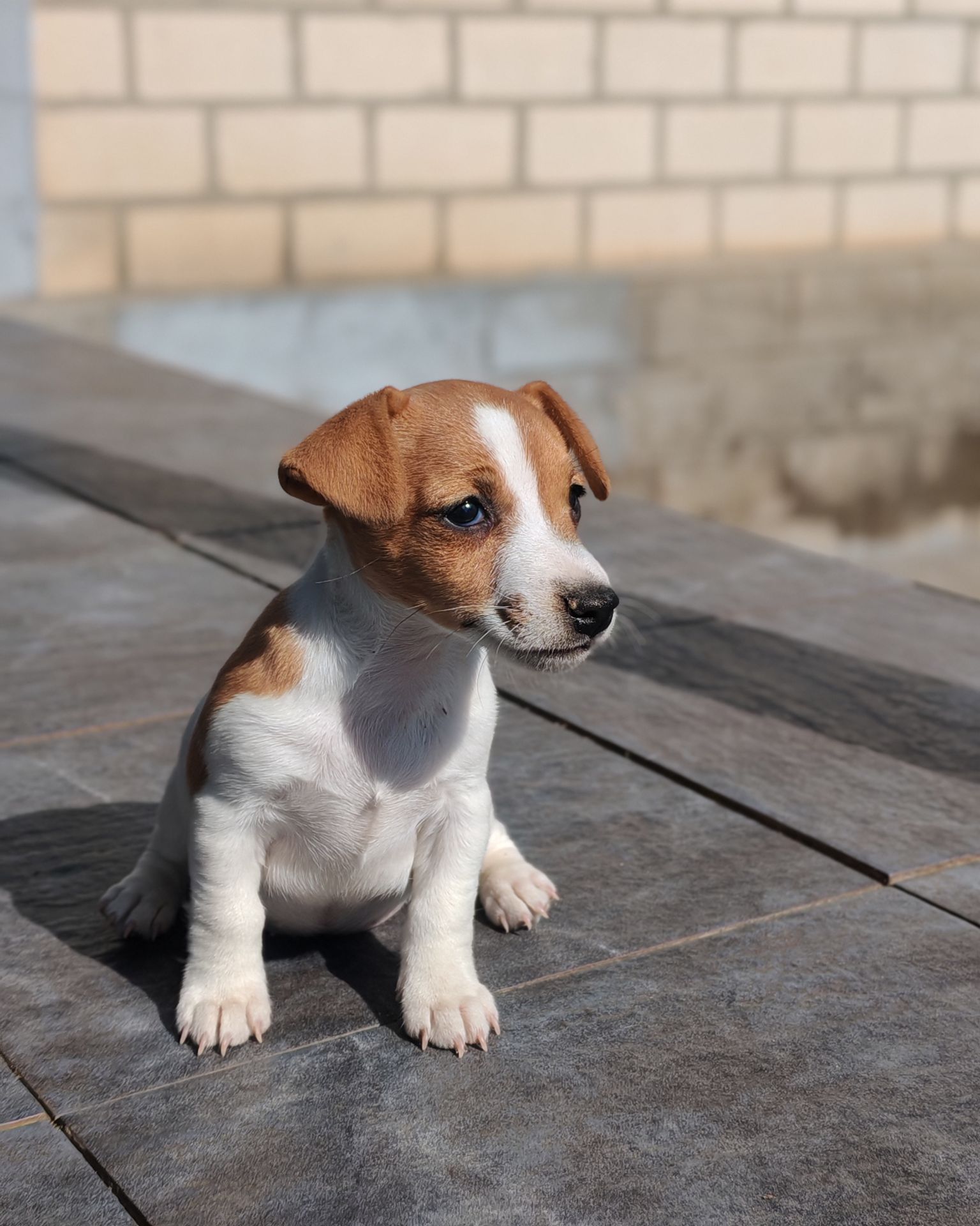 Продаю цуценя Джек рассел-тер'єр дівчинка