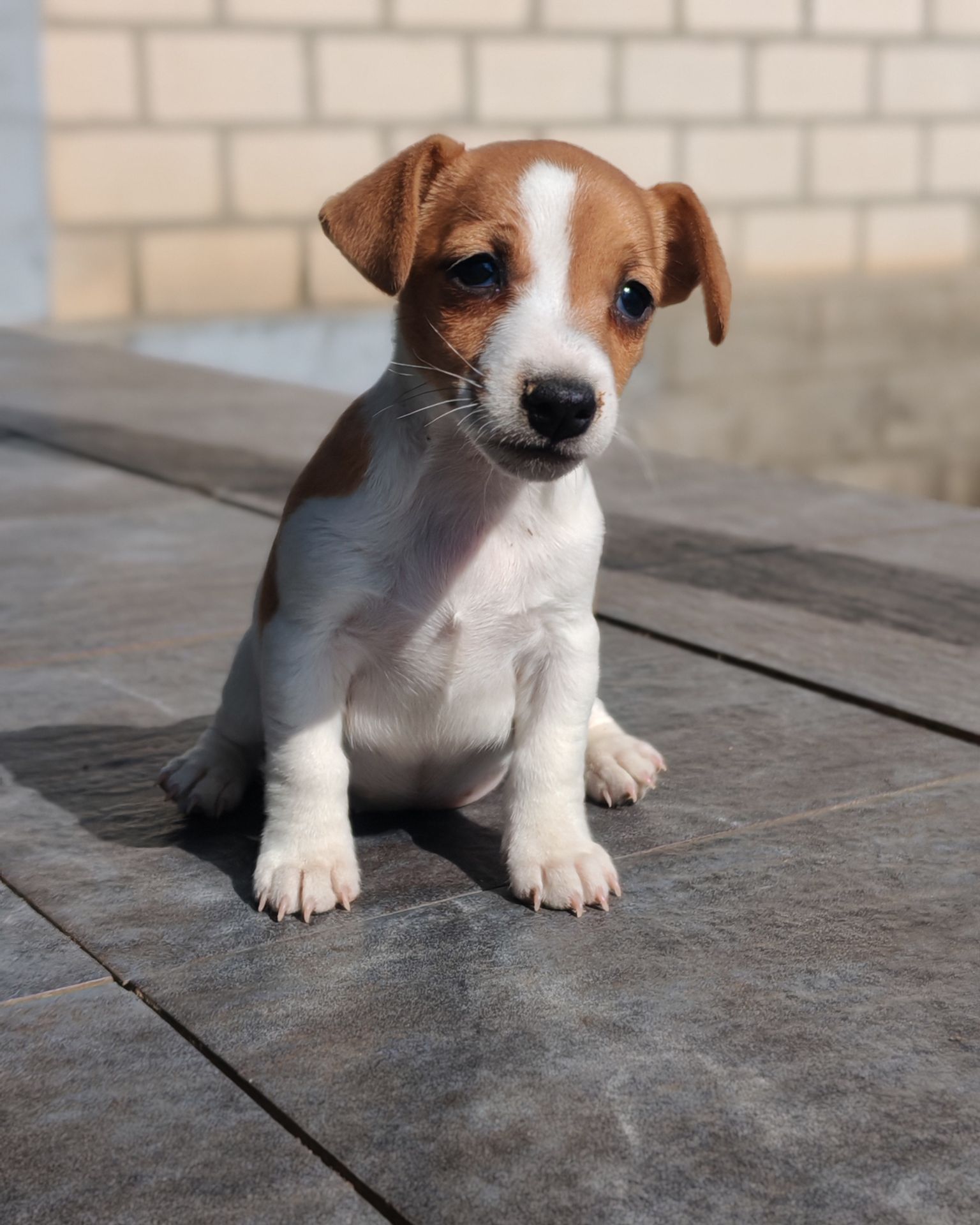 Продаю цуценя Джек рассел-тер'єр дівчинка