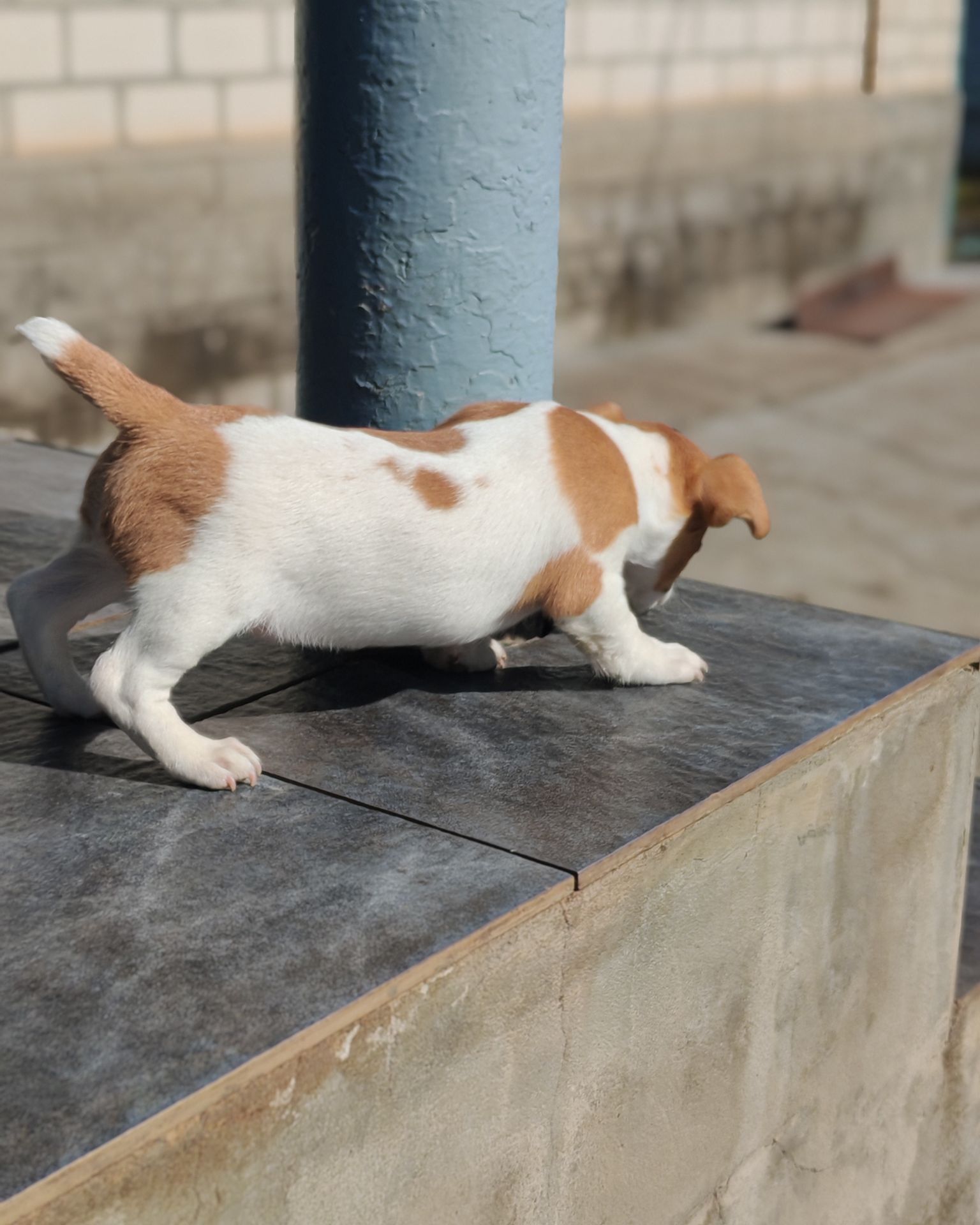 Продаю цуценя Джек рассел-тер'єр дівчинка