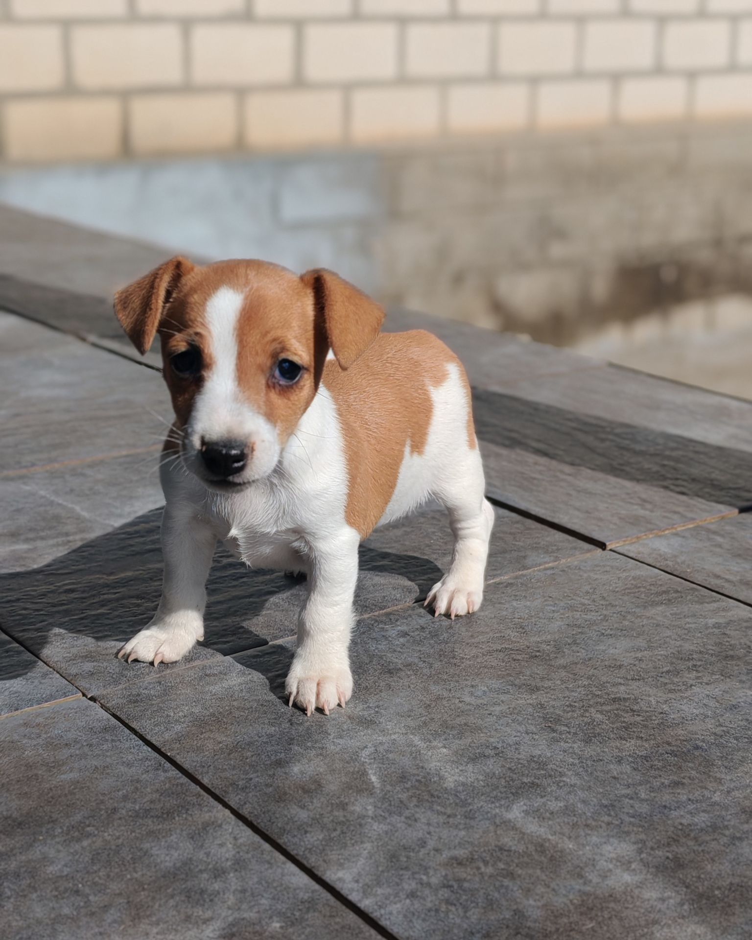 Продаю цуценя Джек рассел-тер'єр дівчинка