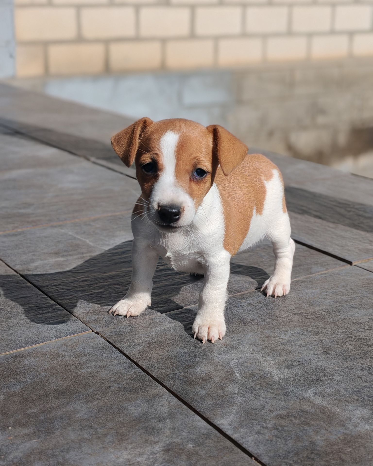 Продаю цуценя Джек рассел-тер'єр дівчинка