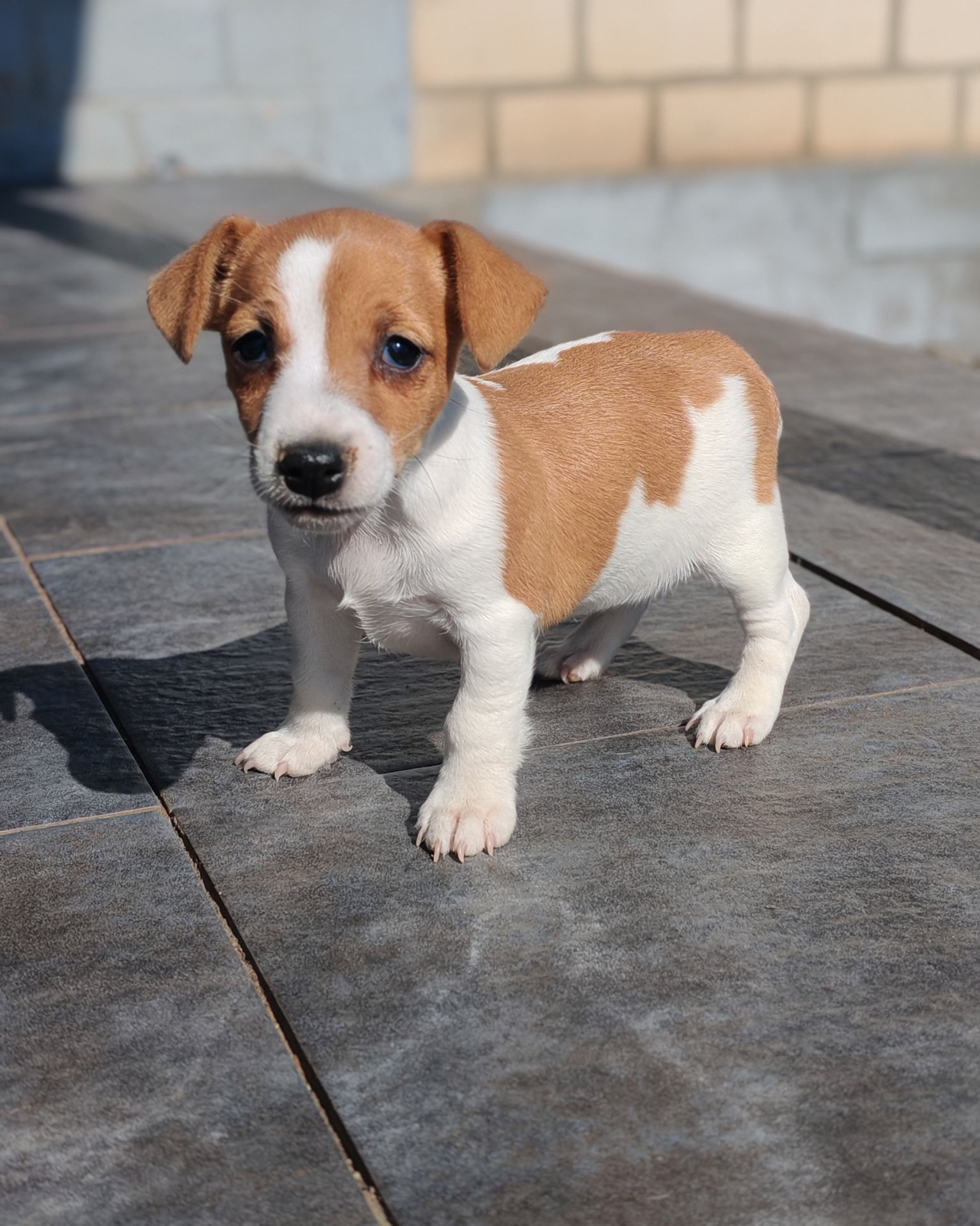 Продаю цуценя Джек рассел-тер'єр дівчинка