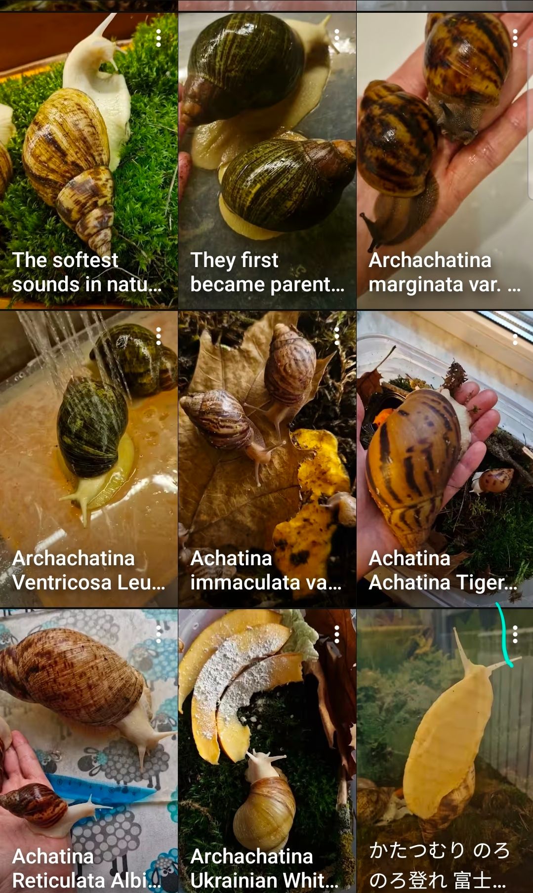 АрхАхатини та Ахатини дорослі