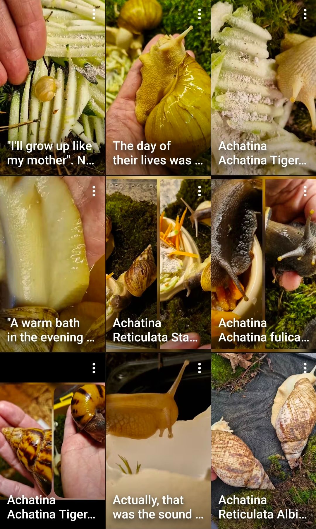 АрхАхатини та Ахатини дорослі