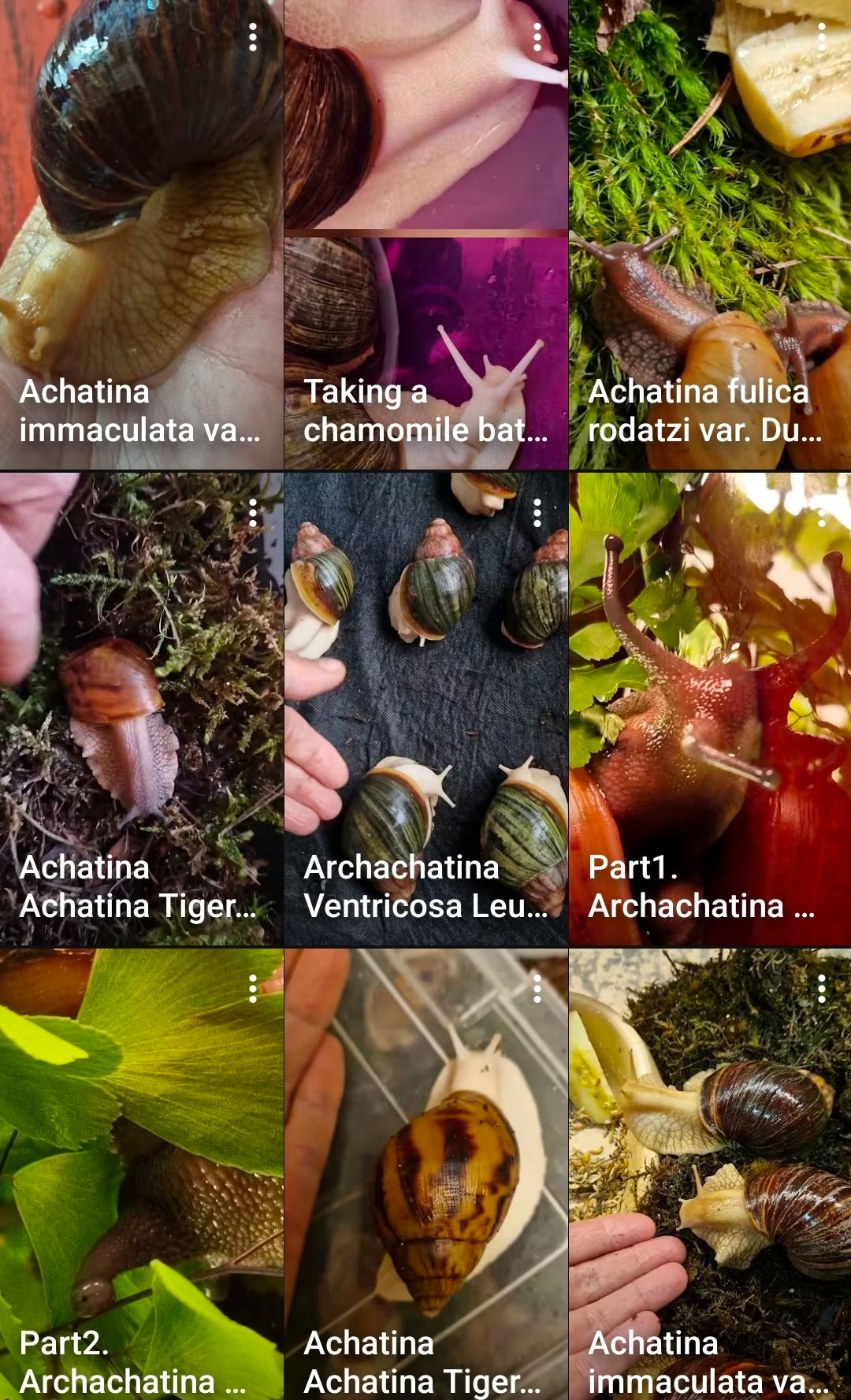 АрхАхатини та Ахатини дорослі