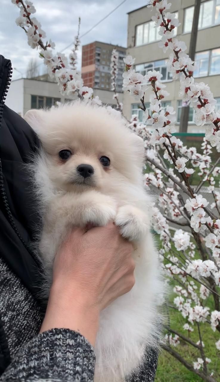 Чудова дівчинка