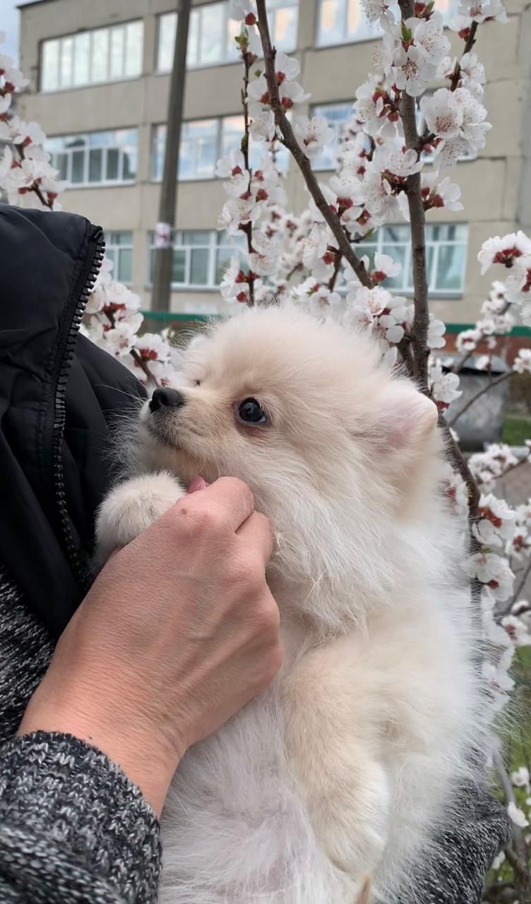 Чудова дівчинка