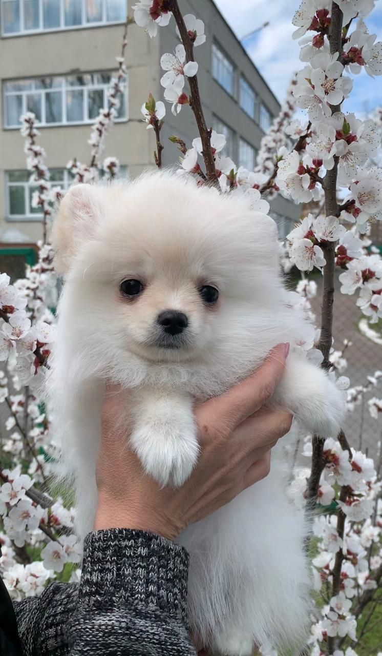 Очаровательные девочки