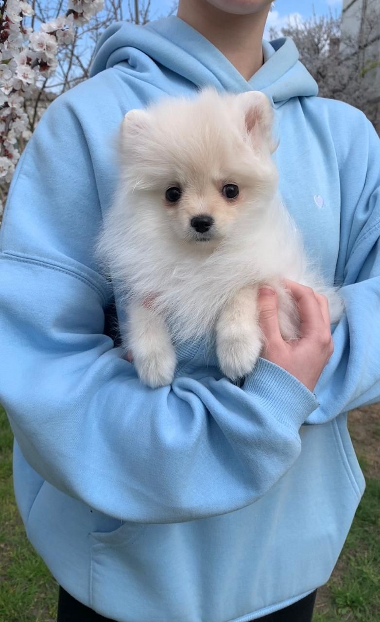 Очаровательные девочки