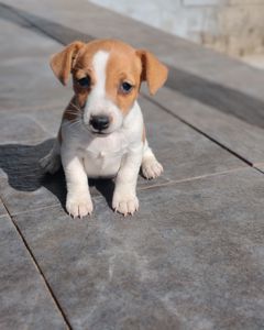 Продаю цуценя Джек рассел-тер'єр дівчинка