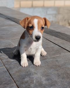 Продаю цуценя Джек рассел-тер'єр дівчинка