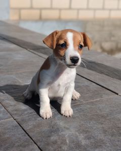 Продаю цуценя Джек рассел-тер'єр дівчинка