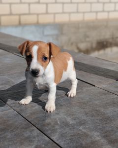 Продаю цуценя Джек рассел-тер'єр дівчинка