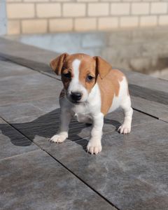 Продаю цуценя Джек рассел-тер'єр дівчинка