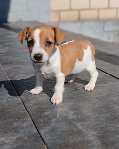 Продаю цуценя Джек рассел-тер'єр дівчинка