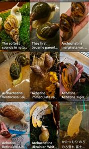 АрхАхатини та Ахатини дорослі