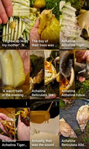 АрхАхатини та Ахатини дорослі