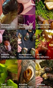 АрхАхатини та Ахатини дорослі