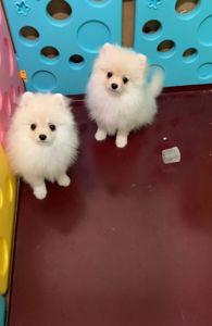 Очаровательные девочки