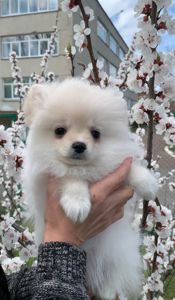 Очаровательные девочки