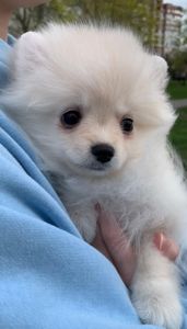 Очаровательные девочки