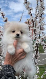 Очаровательные девочки