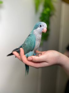 Каліта монах, ручний ченець папуг для сім'ї, викормиші ручні монахи зелені, лаймові, жовті та білі