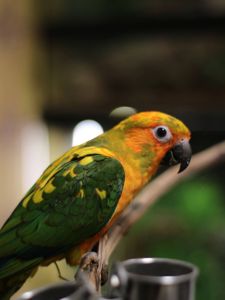 Сонячний аратінга, золотистоперий аратинга, ручний папуга викормиш з днк тестом