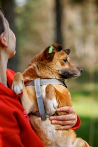 Мініатюрна Булочка шукає родину
