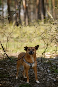 Мініатюрна Булочка шукає родину