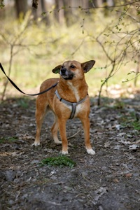 Мініатюрна Булочка шукає родину